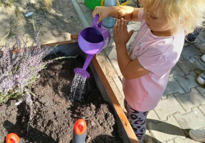 Dziewczynka zwilża ziemię wodą przed posadzeniem wrzosu.