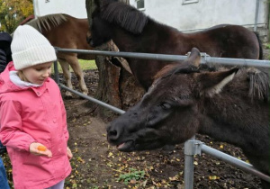 Dziewczynka karmi konia marchewką.