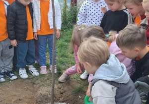 Przedszkolaki podlewają klon.